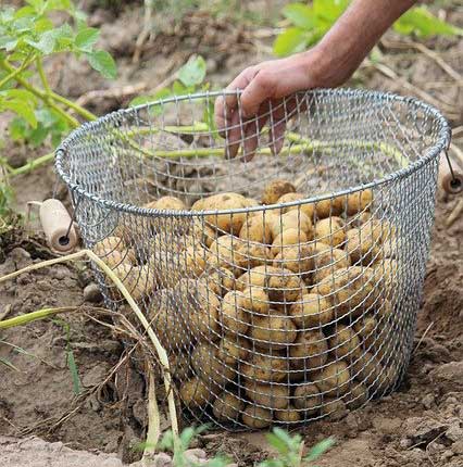 Cultiver et Conserver les Pommes de Terre : Guide Complet