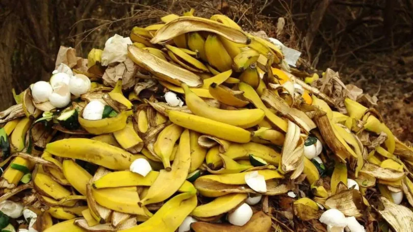 8 Astuces Ingénieuses pour Réutiliser les Peaux de Banane