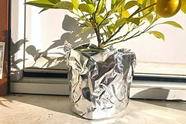 Mettez une Boule de Papier d'Aluminium Sur Vos Plantes : Solution Éprouvée pour Éliminer 4 Problèmes à Jamais