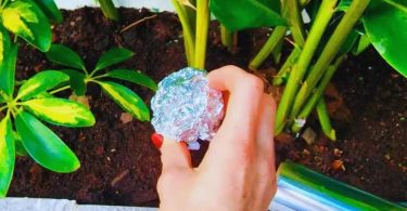 Mettez une Boule de Papier d'Aluminium Sur Vos Plantes : Solution Éprouvée pour Éliminer 4 Problèmes à Jamais