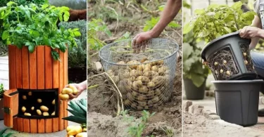 Techniques pour cultiver & récolter des pommes de terres au jardin