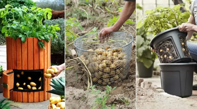 Techniques pour cultiver & récolter des pommes de terres au jardin