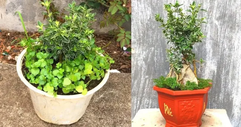 Jardinage - Rénover de mauvais pots de fleurs pour en faire de beaux pots de fleurs