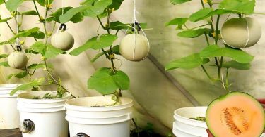 Comment Planter et Cultiver des Melons en Pot