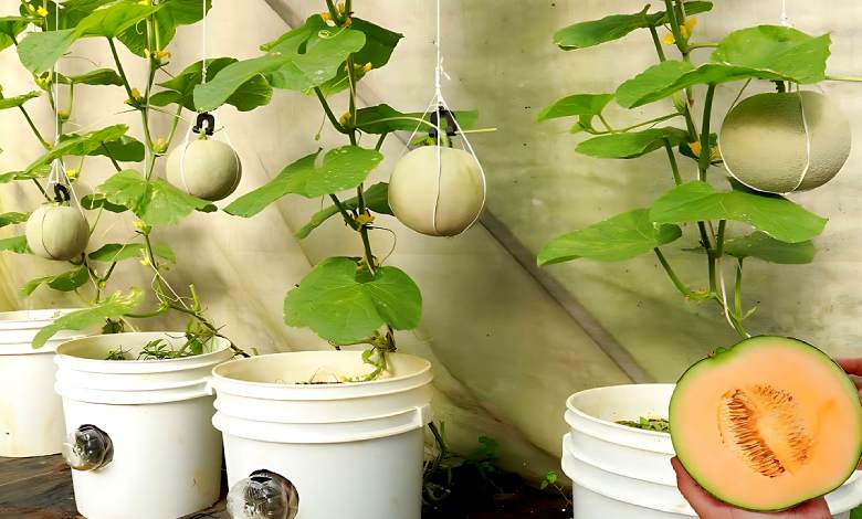 Comment Planter et Cultiver des Melons en Pot