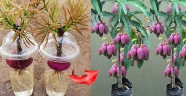 Comment cultiver des mangues à partir de boutures dans l’eau
