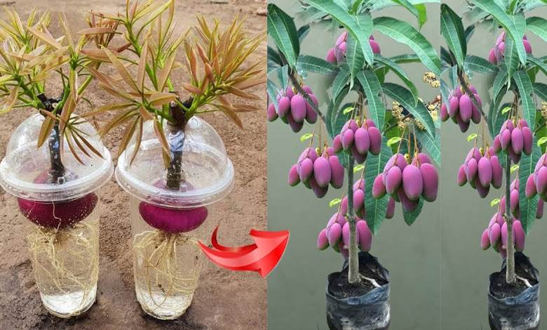 Comment cultiver des mangues à partir de boutures dans l’eau