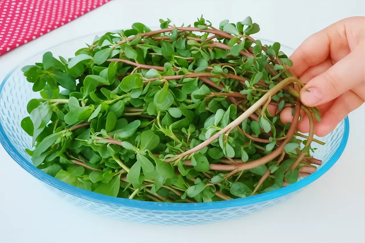 Chopping fresh purslane leaves on a cutting board